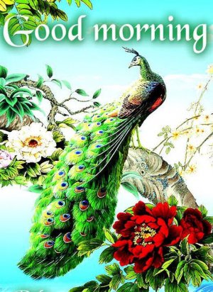 peacock0.jpg