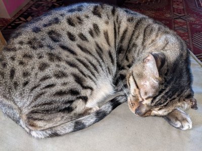 Gato spots.jpg