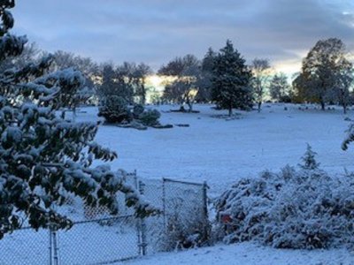 neighbors yard.jpg