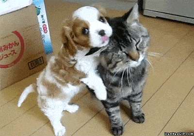 this my kitty.gif