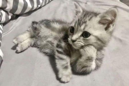 cat palm from T.jpg