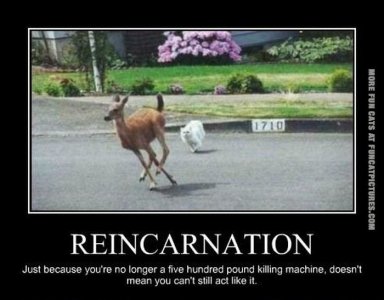 1137144000-reincarnation-cat.jpg