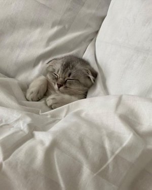 sleeping cat.jpg