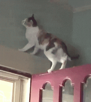 rxMxtm.gif