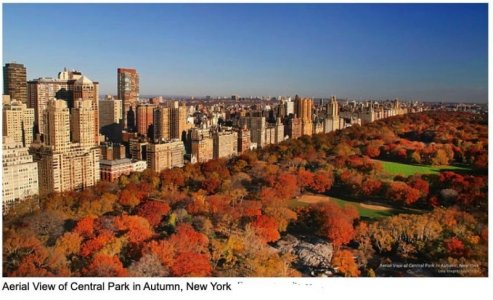 Fall Cetral Park.jpg
