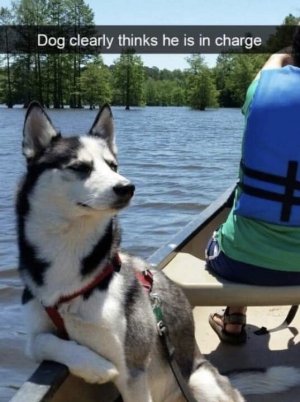 dog in charge.jpg