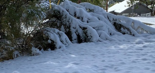 shrub.jpg