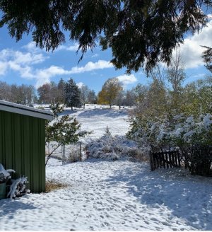 back yard.jpg