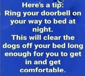 dogs.jpg