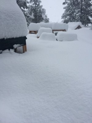 winter garden.jpg