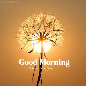 good-morning-image-funkylife-440.jpg