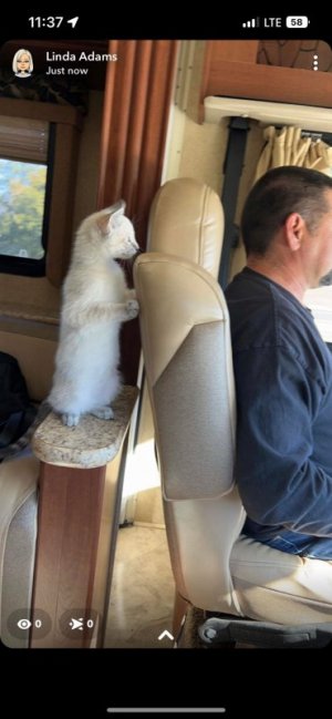 Lola going camping.jpg