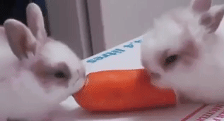 two-small-white-rabbits-eating-from-the-same-carrot-animal-gif.gif