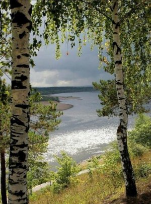 follow birches.jpg