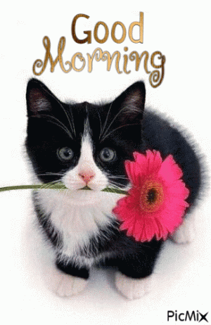 400033-Cat-With-Daisy-Good-Morning-Gif.gif