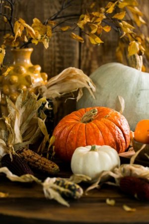 punkins.jpeg