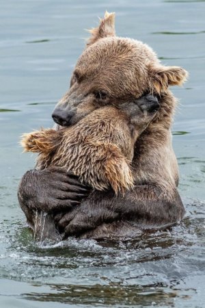 hug bear peace.jpg