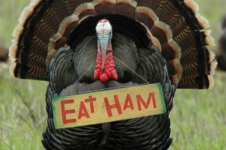 Thanksgiving-Jokes.jpg