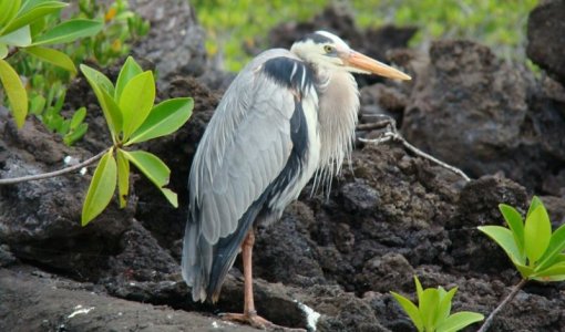 great-blue-heron.jpeg
