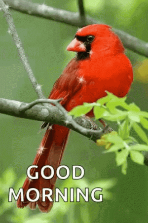 good-morning-red-bird.gif