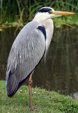 heron.jpg