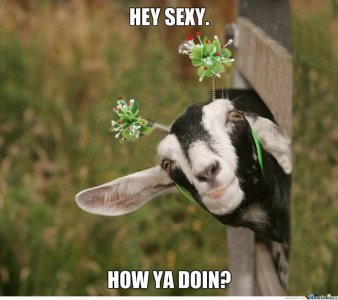 Hey-Sexy-How-Ya-Doin-Funny-Goat-Meme-Image.jpg