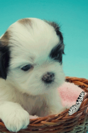 BBFD227A-A248-4D16-9677-F6652A51D8D9.gif