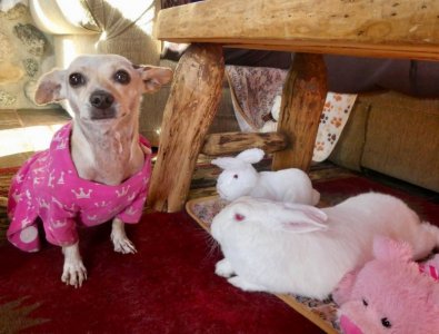chichi_bunny.jpg