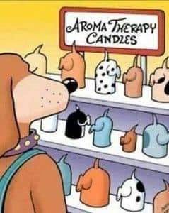 aroma therapy for dogs.jpg