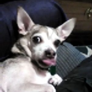 doggy.jpg