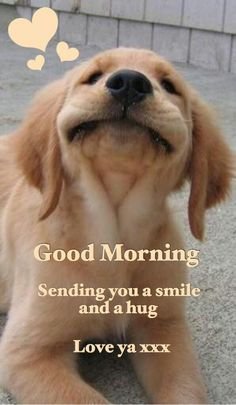 gm puppy.jpg