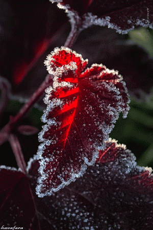 Tumblr_l_139043271126393.gif