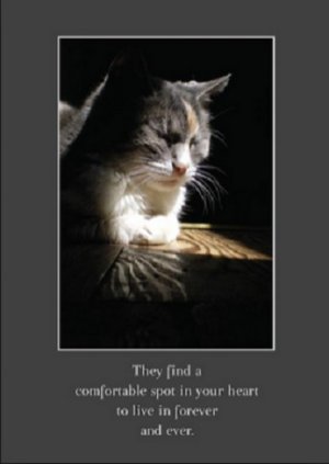 cat sympathy2.jpg