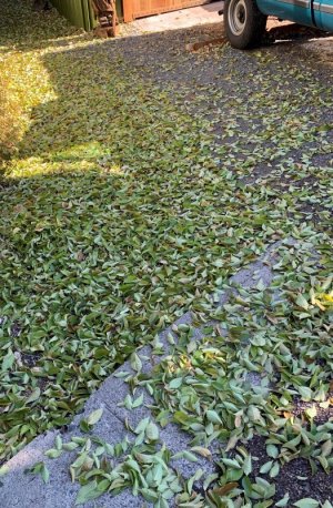 leaves.jpg leaves.jpg