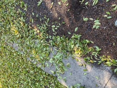 leaves 2.jpg leaves 2.jpg