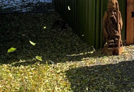 fall.jpg fall.jpg