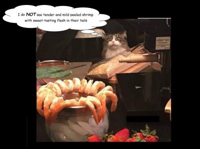 shrimp fin.jpg