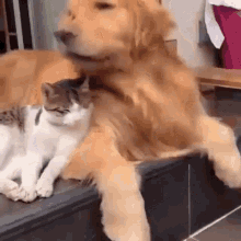 napbuddies.gif
