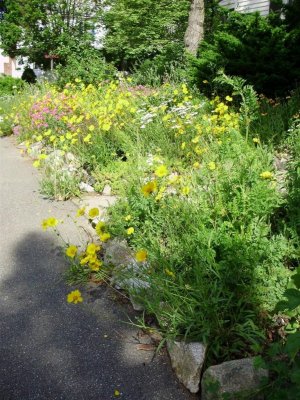 wildflowers yellow.jpg