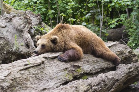 bear-1383980__480.jpg
