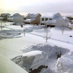 BUFFALO.jpg