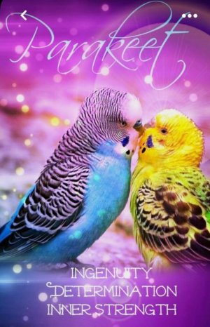 Parakeet4.jpg