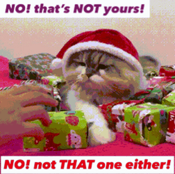 funny-cat-christmas-gift-41zdko17pglf7xeu.gif