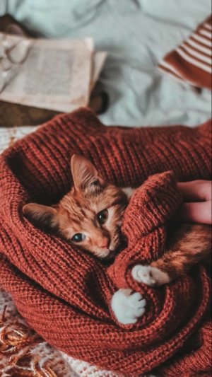 cat knit.jpg