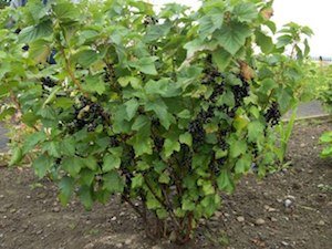 Blackcurrant-bush-S.jpg