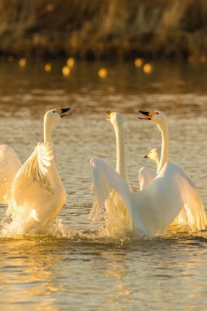 peace swans 2.jpg