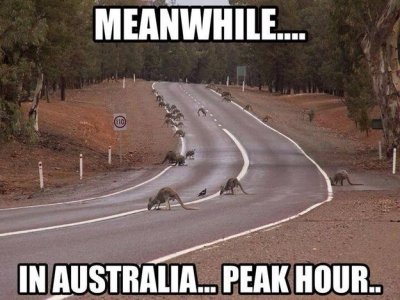 11e81eac46abd83d41836a69e6192d5b--funny-animal-pictures-random-pictures.jpg
