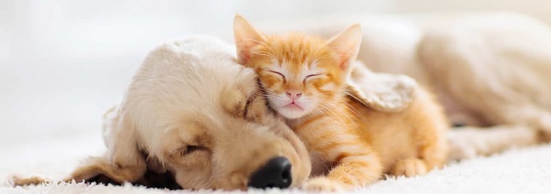 yellow-puppy-and-orange-kitten-sleeping-together-SW.jpg