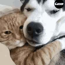 friends.gif