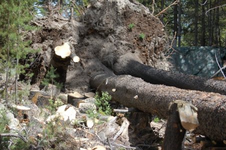 blow over trunk.jpg